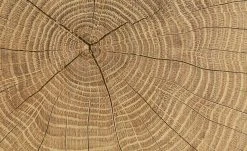 Vitrine Cortina | Weiß / Eiche Altholz (Nachbildung) -CAN Kommode Verkaufe 12204468 8 202106232232