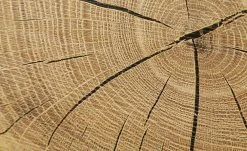 Vitrine Cortina | Weiß / Eiche Altholz (Nachbildung) -CAN Kommode Verkaufe 12204469 4 201908222239