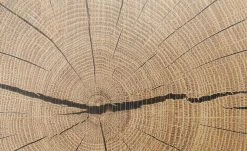 Hängevitrine Cortina | Weiß / Eiche Altholz (Nachbildung) -CAN Kommode Verkaufe 12204470 11 202106281241