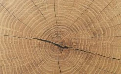 Vitrine Cortina | Schwarz / Eiche Altholz (Nachbildung) -CAN Kommode Verkaufe 13207050 11 202206301235